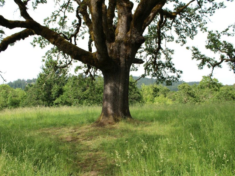 Majestic old tree in a lush green field.
