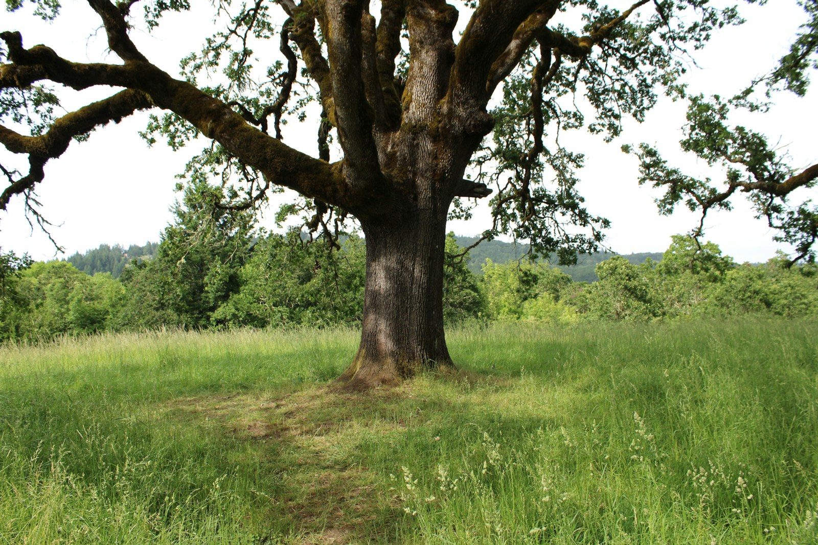 Majestic old tree in a lush green field.