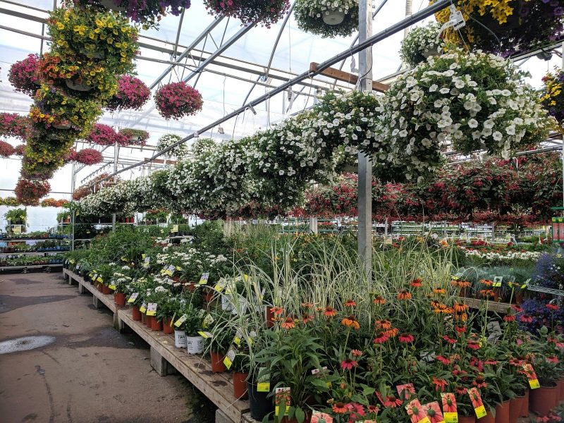 red and yellow flowers in green plants