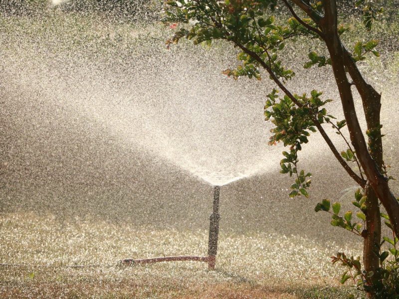 garden sprinkler beside tree