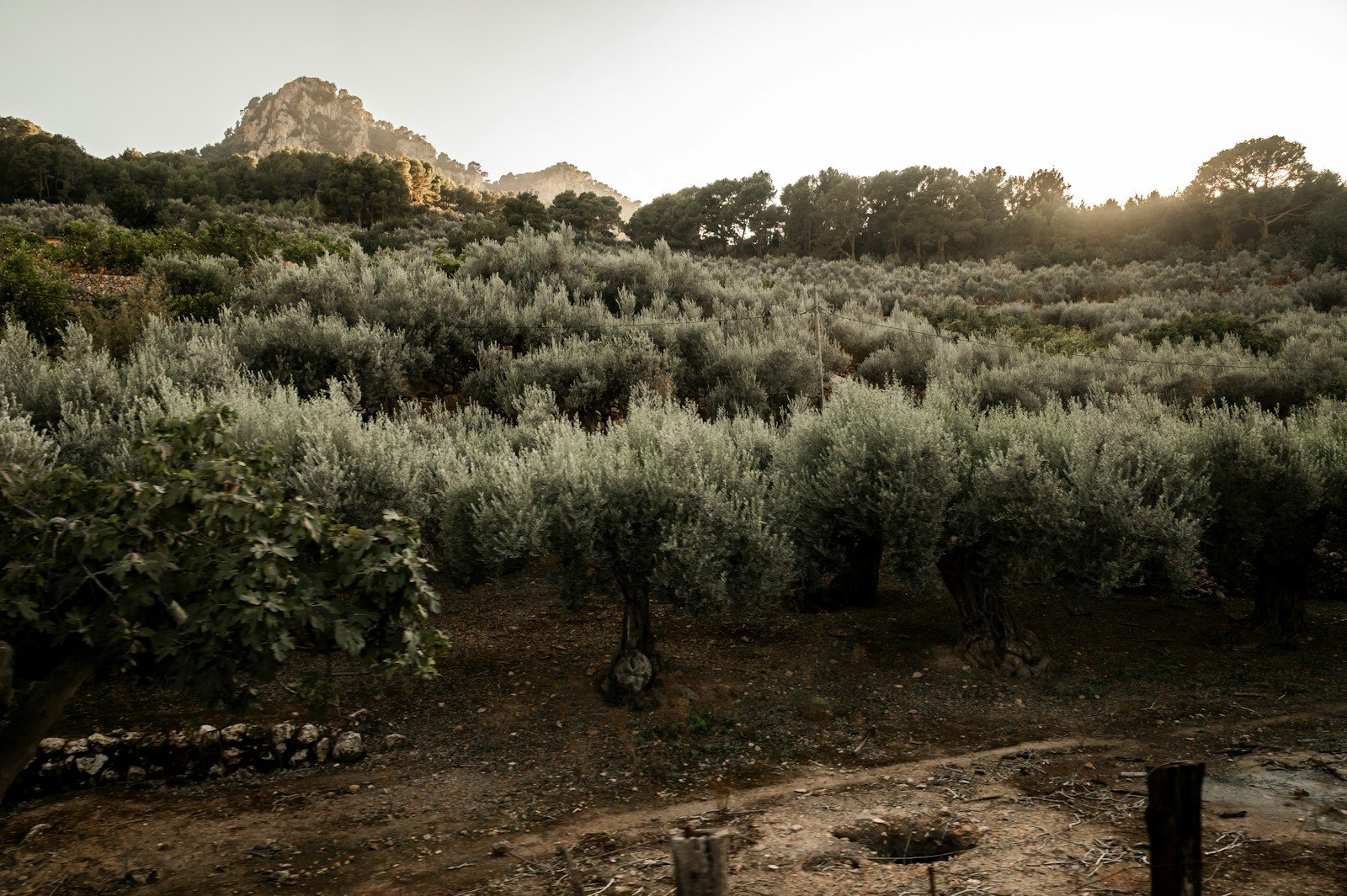 A dirt field with trees and bushes in the background
