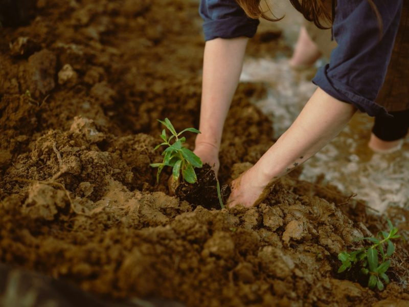 Hands planting a small green seedling in rich soil.