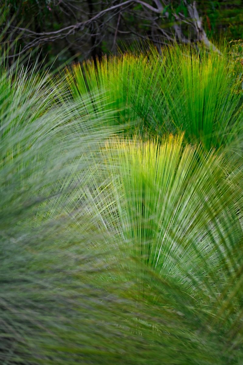 a blurry photo of grass and trees