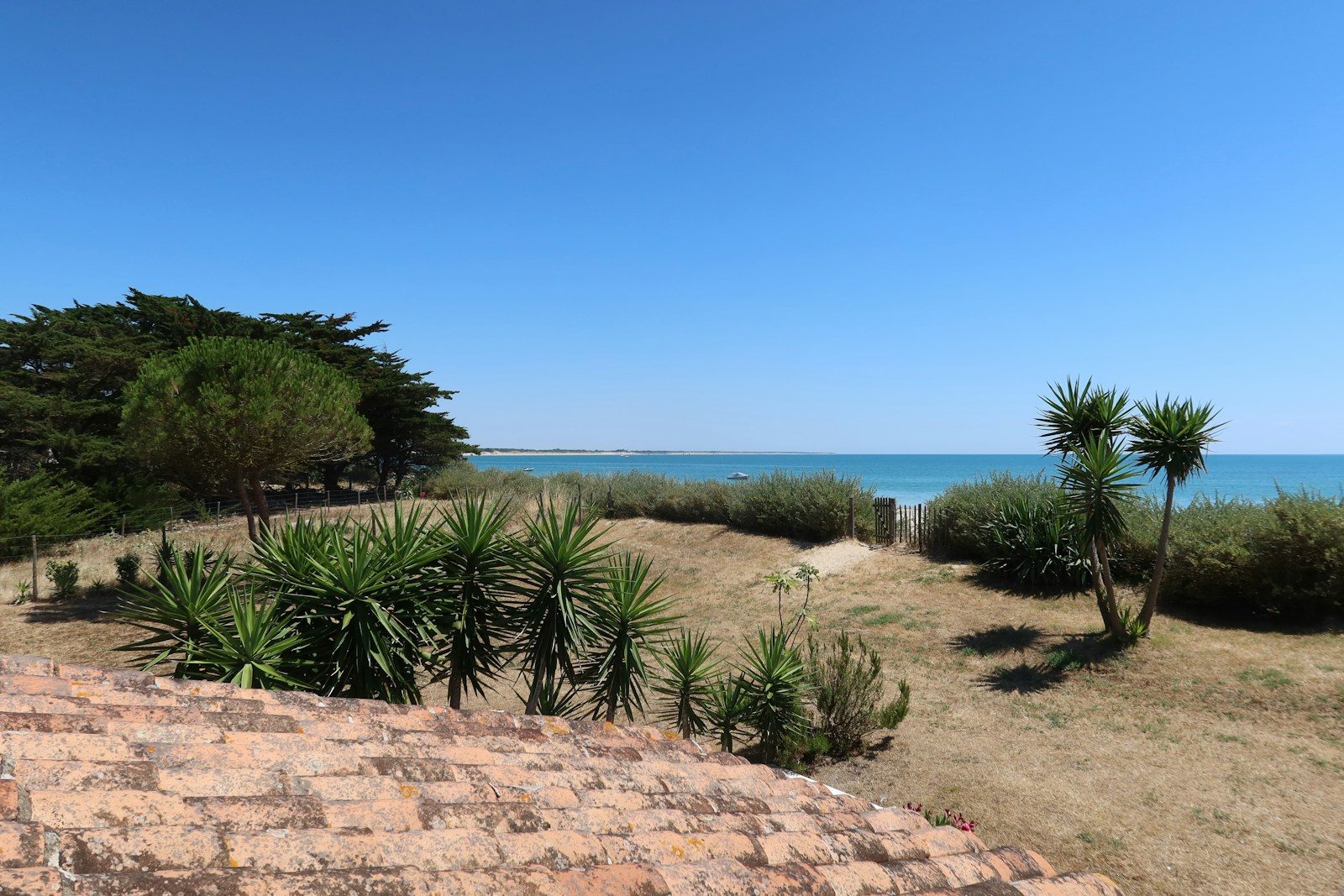 The beach is visible beyond the vegetation and blue sky.